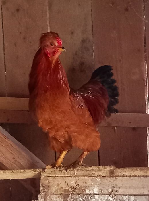 Vând doi cocoși tineri