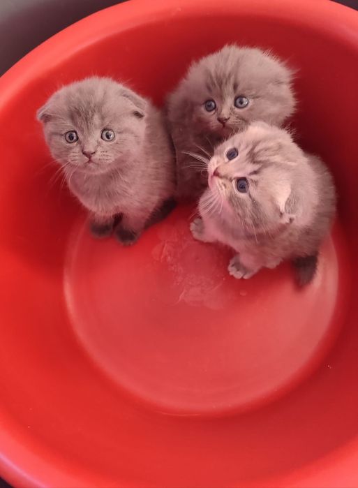 Котята вислоухие