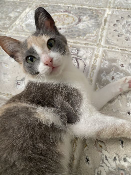 Отдам добрые руки котенка