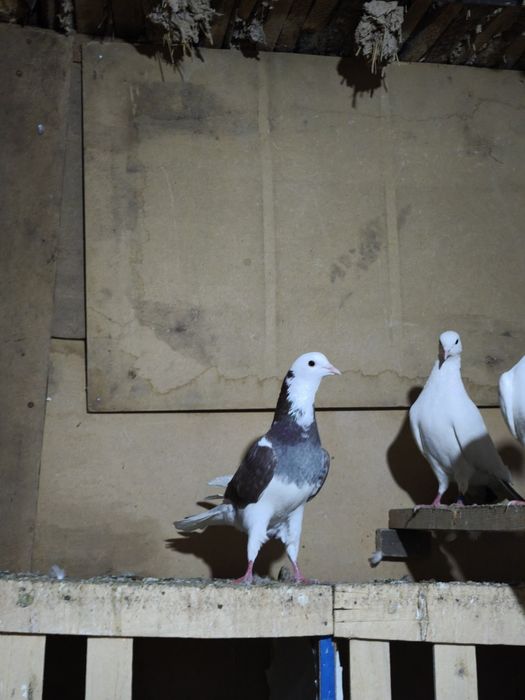 Шракахосты Ақ бас Сатылады