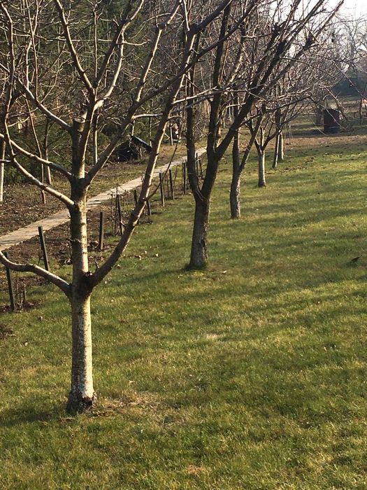 Taieri pomi  fructiferi -curti,gradini