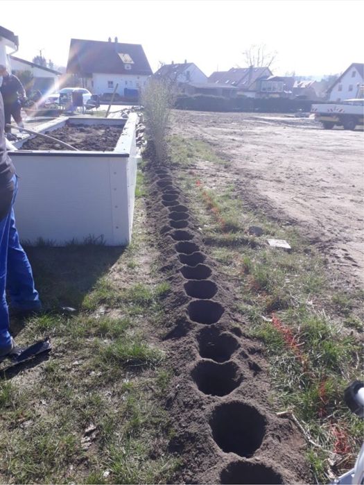 Gard Viu Ligustrum / Lemn Cainesc / Carpen