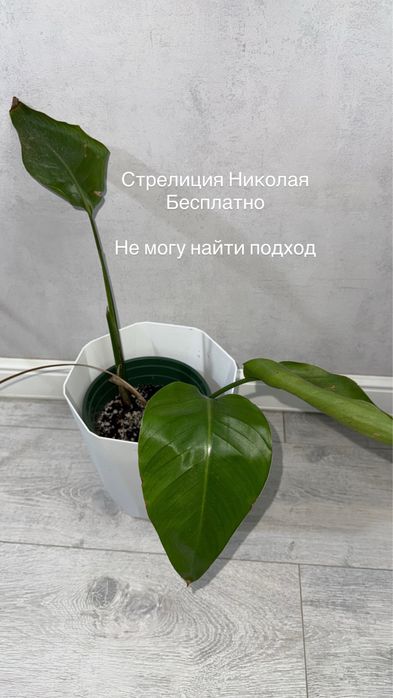 Комнатные растения цветы домашние