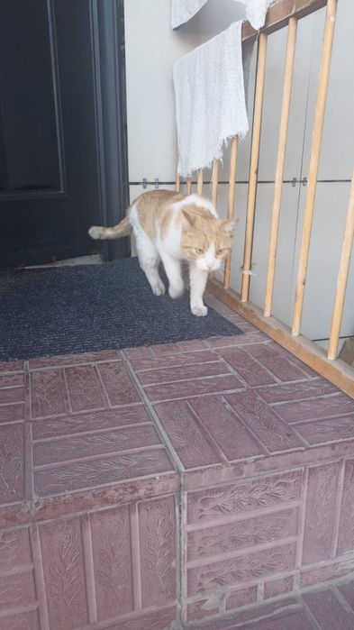 Отдам котика. Рыжий.