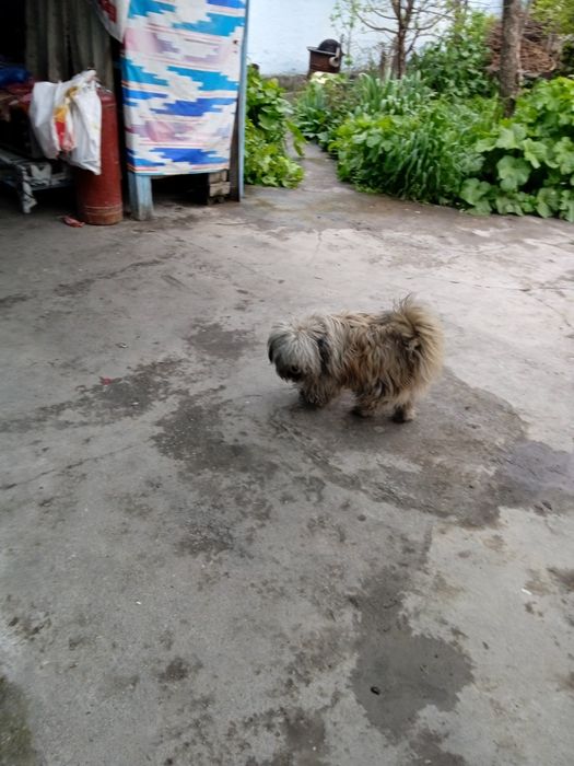 Кучуг сотилади пародаси Балонка