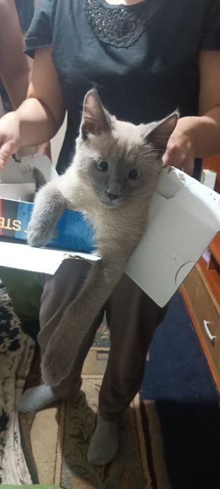 Сиамский мысық DOLLOR