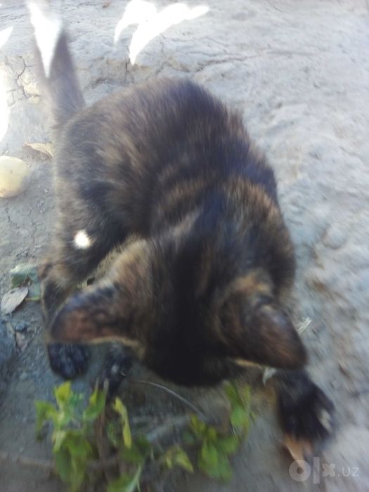 Котята - Раздаём бесплатно