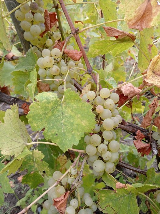 Vând struguri pentru vin