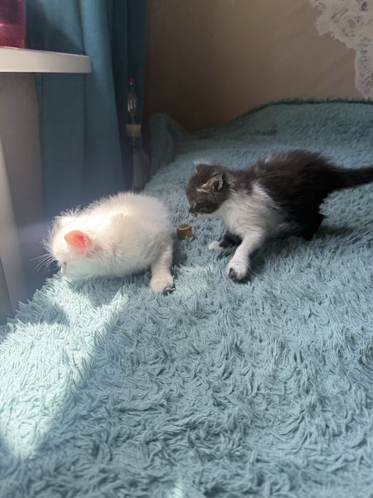 Подам котят Турецкой Ангоры