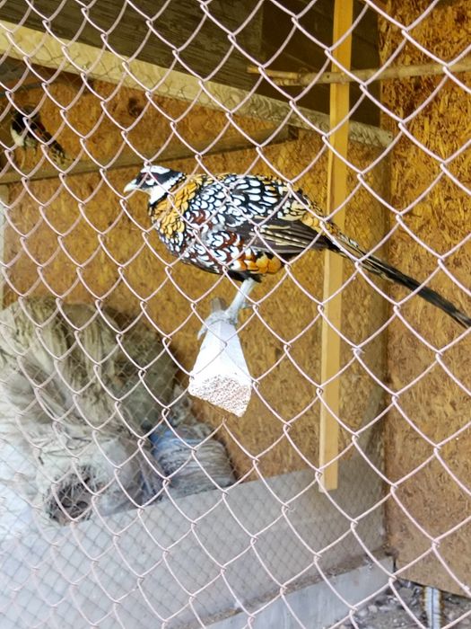 Продам фазанов по 20 тыс