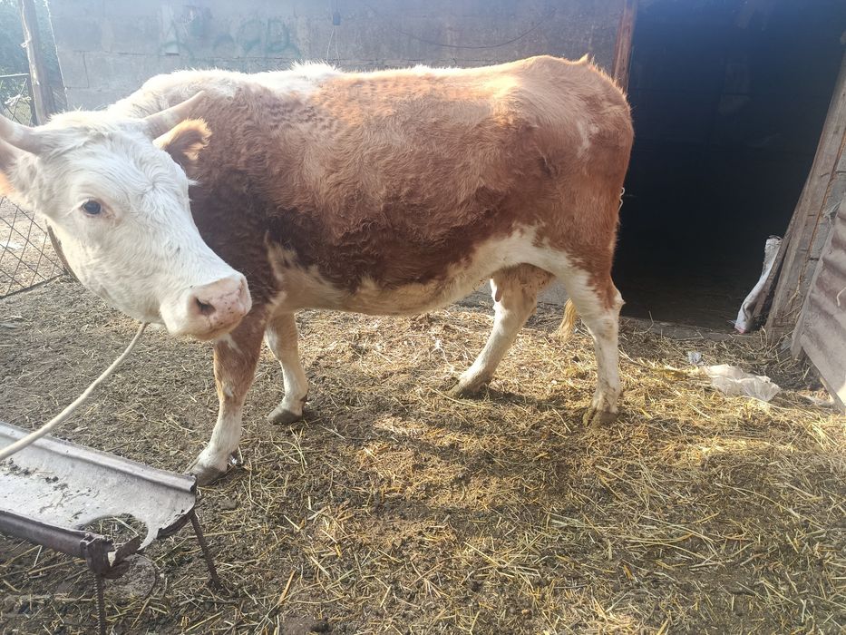 В продажи Карова на Согум
