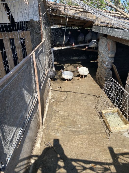 Oua bibilica pentru incubat