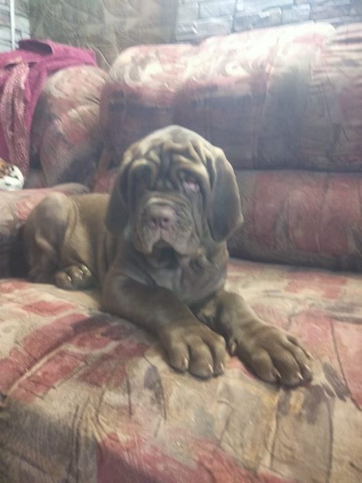 Щенки мастино наполетано