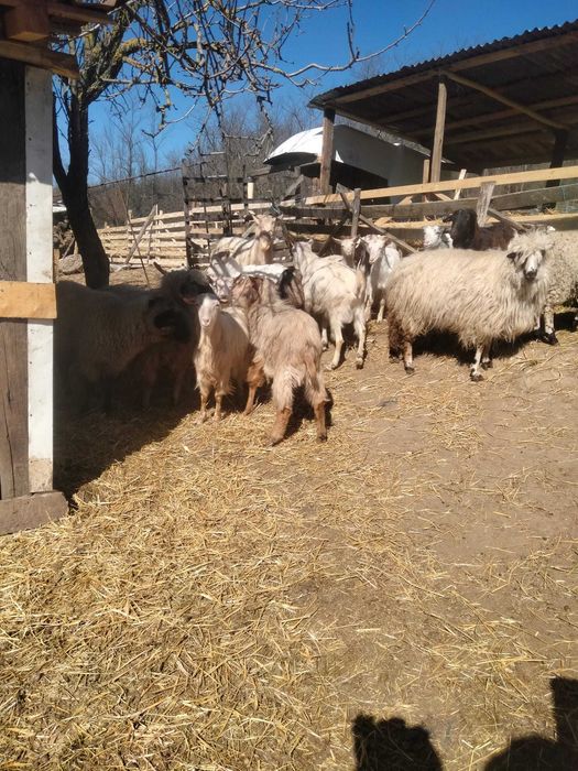 Vand berbeci si tapi