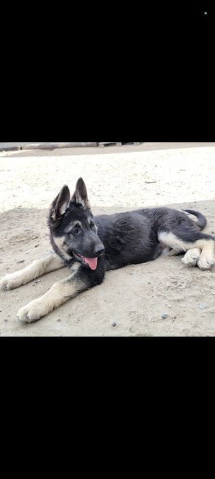 Подрощенная девочка ВЕО