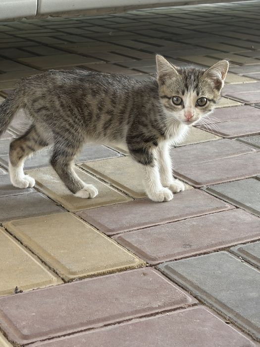 Мысық береміз,Дам котики