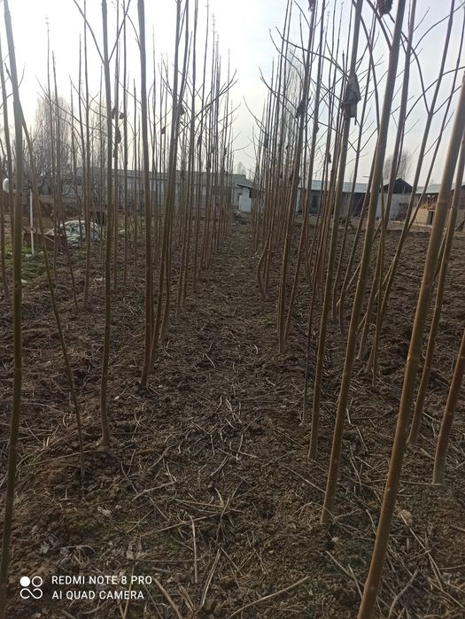 Павлония кучатлари