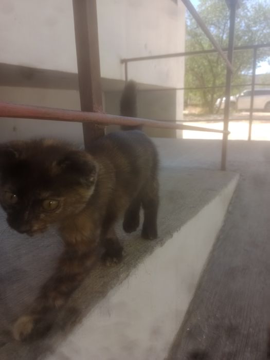 Котёнок с породой