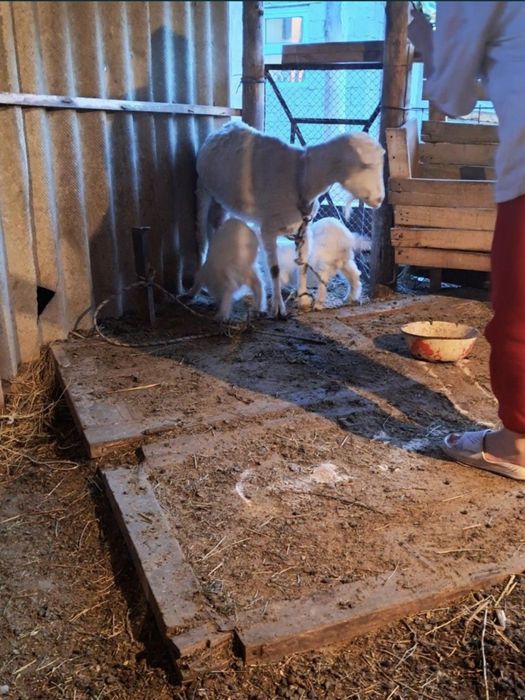 Заанинский ешкі екі лағымен