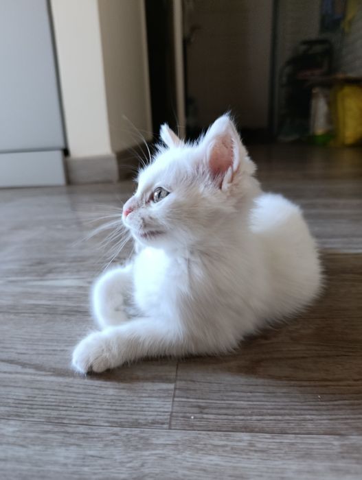 Ищу дом для котика и мамы-кошки