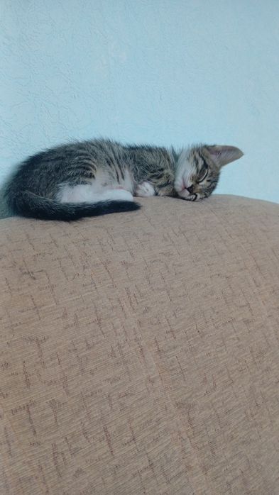 Отдам котёнка бесплатно