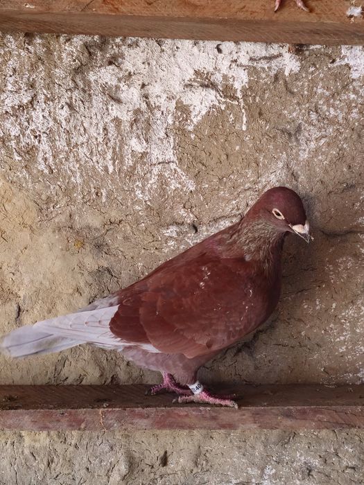 Vând sau schimb 15 porumbei voiajori