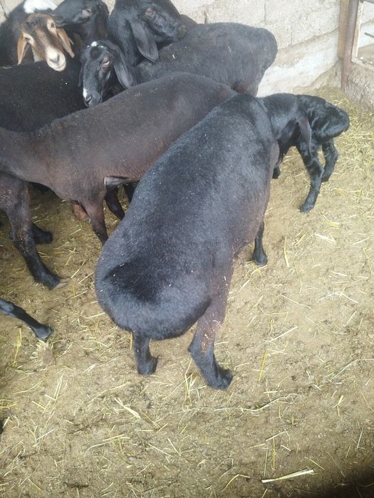 Qochqorlar bor qurbon xayitga