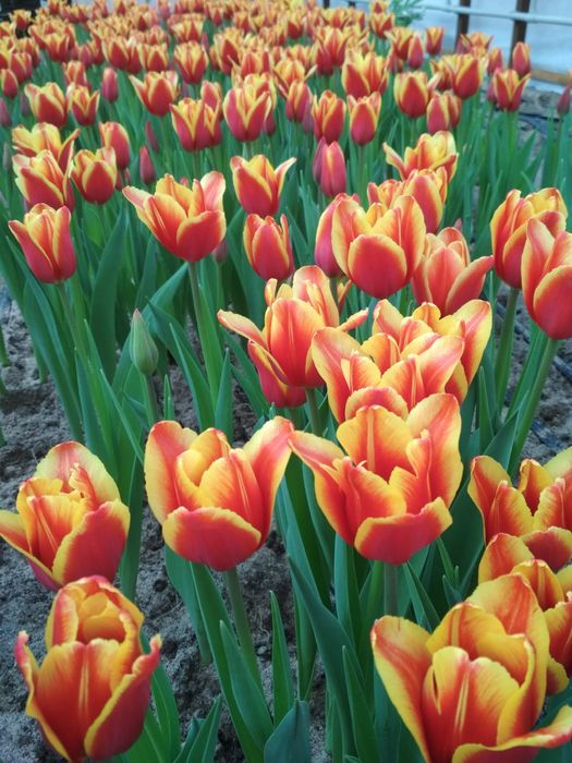 Тюльпаны и гиацинты к 8 марта