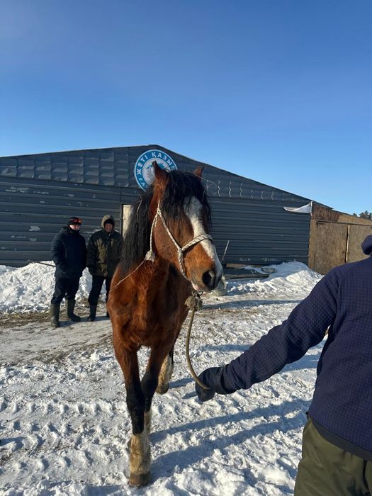 Продам коня полносью обучен