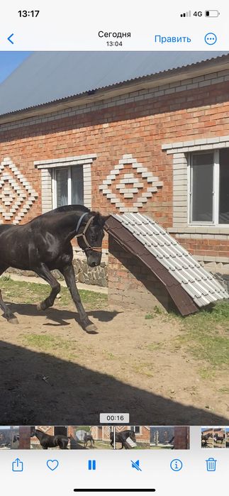 Продам коня француза