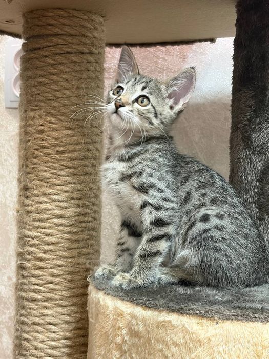 Отдаём котёнка девочка 2 месяца.