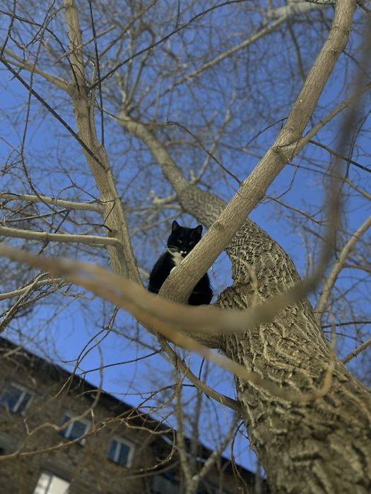 Кот Кузя ищет дом