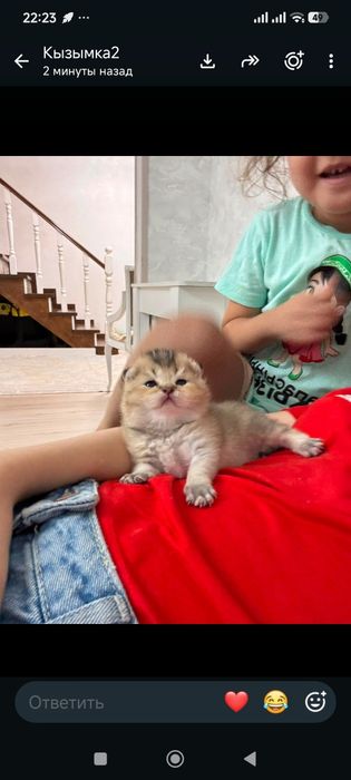 Продается шотландские шиншиллы