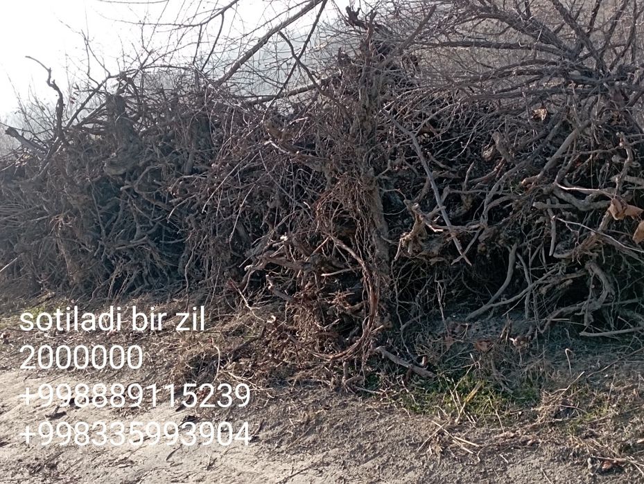 Utin samarqand sotiladi