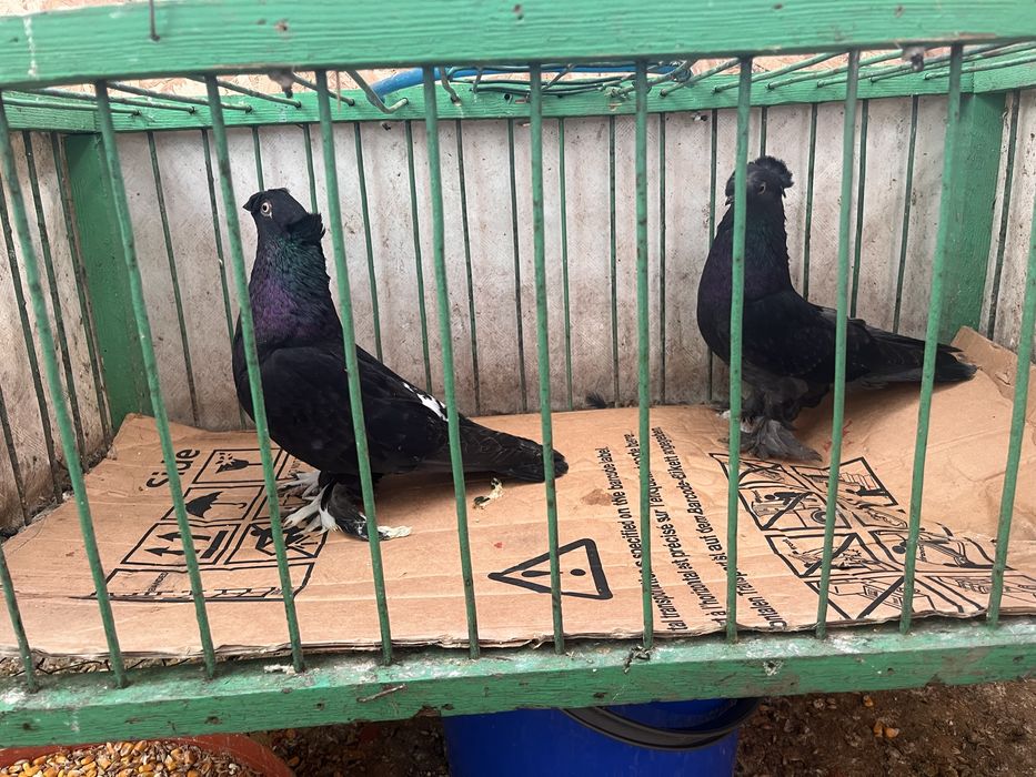 Porumbei jucatori de botosani