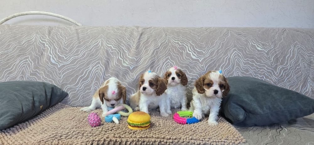 Замечательные щенки Кавалер Кинг Чарльз Спаниель
