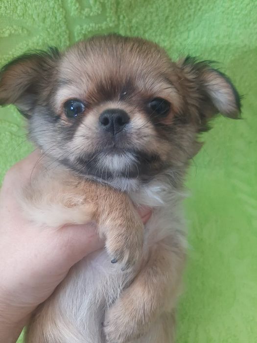 Продаю щенка чихуахуа