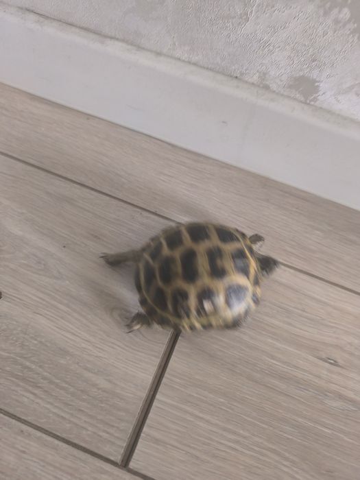 Черепашка продается