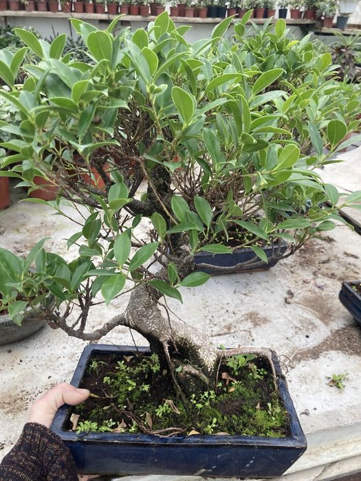 Бонсай Фикус Retusa