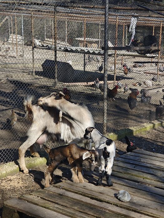 Кози млади бременни