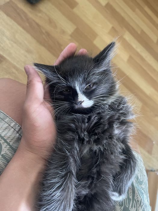 котёнок мальчику