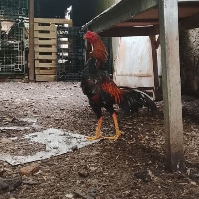 Xorzlar sotiladi