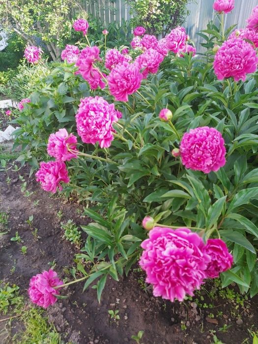 Пионы          .