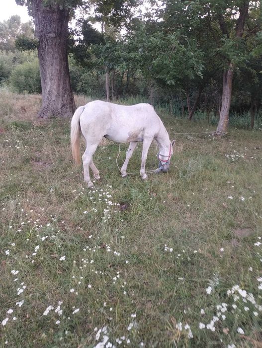 Cai de vânzare în sat Cutina