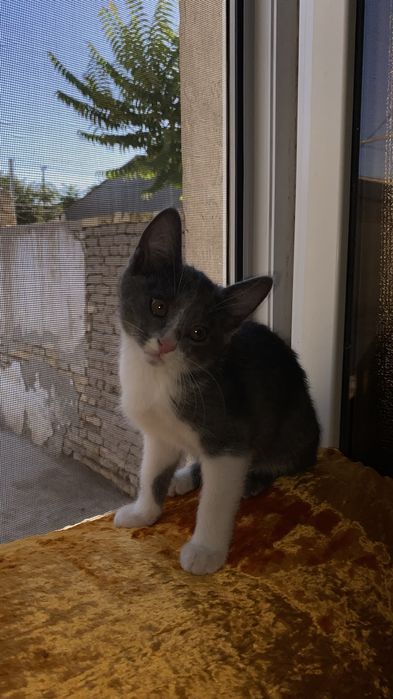 Mushuk bolasi kichkina pshik srochni hadya barladi