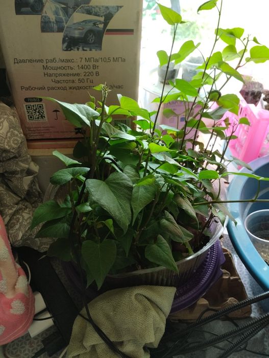 Батат  клубни 1500за кг