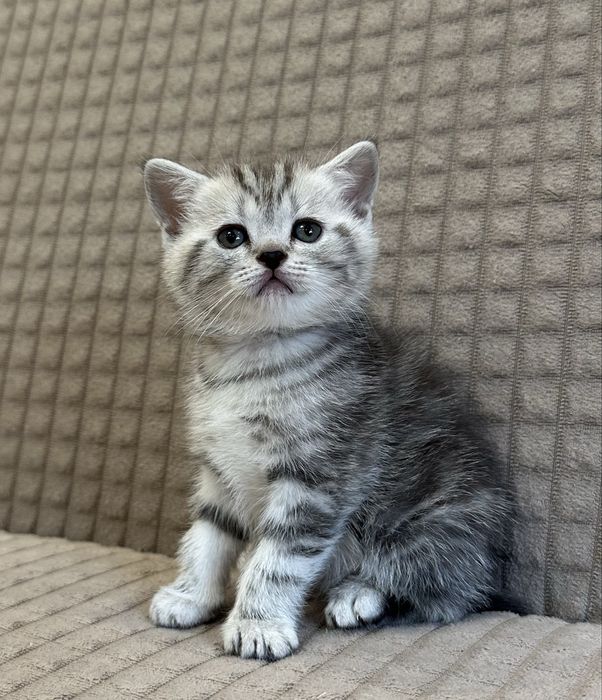 Шотландский котенок