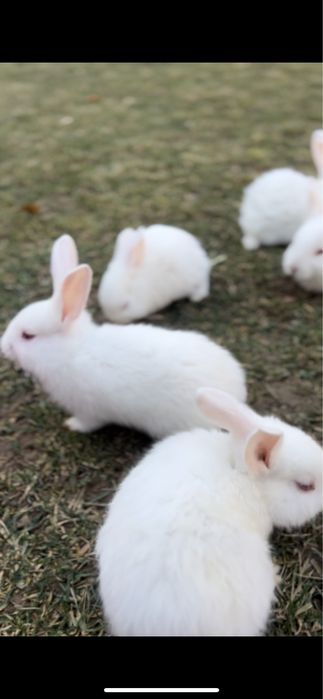 Quyonchala sotiladi soglaom yeb ichishlari zor