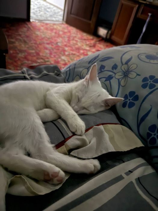 Отдаём кошку в хорошие руки