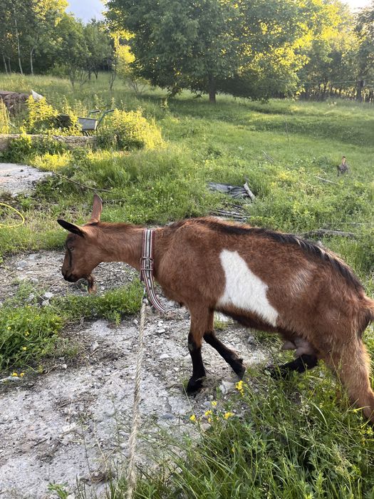 Capra alpina franceza